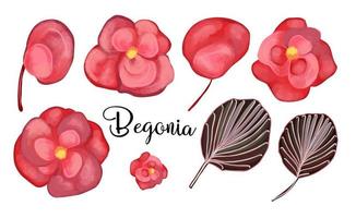 Begonia ever flowering. Red flower elements. Vector set of begonia elements. Leaves, buds and petals