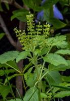 albahaca sagrada que florece en el jardín foto