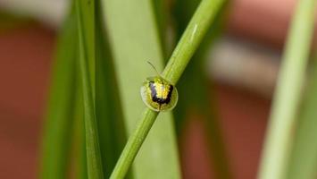 insect perched on tree in the garden photo