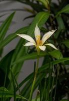rain lily in the garden photo