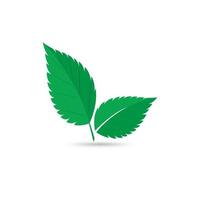 logo de hoja de menta vector