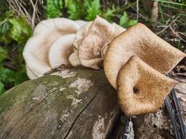 mushrooms that grow in wood in the fall. This fungus is a type of inedible plant that thrives when autumn comes photo