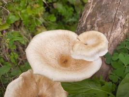 mushrooms that grow in wood in the fall. This fungus is a type of inedible plant that thrives when autumn comes photo