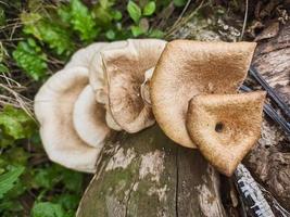 mushrooms that grow in wood in the fall. This fungus is a type of inedible plant that thrives when autumn comes photo
