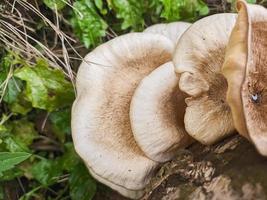 mushrooms that grow in wood in the fall. This fungus is a type of inedible plant that thrives when autumn comes photo
