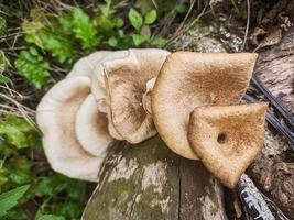 mushrooms that grow in wood in the fall. This fungus is a type of inedible plant that thrives when autumn comes photo