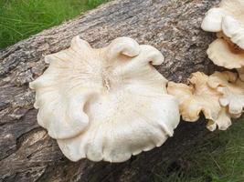 mushrooms that grow in wood in the fall. This fungus is a type of inedible plant that thrives when autumn comes photo