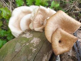 mushrooms that grow in wood in the fall. This fungus is a type of inedible plant that thrives when autumn comes photo