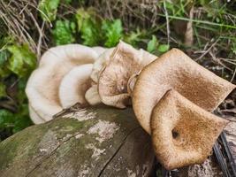 mushrooms that grow in wood in the fall. This fungus is a type of inedible plant that thrives when autumn comes photo