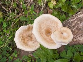 mushrooms that grow in wood in the fall. This fungus is a type of inedible plant that thrives when autumn comes photo