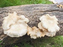 mushrooms that grow in wood in the fall. This fungus is a type of inedible plant that thrives when autumn comes photo