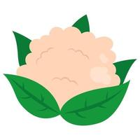 White cauliflower with leaves doodle icon vector