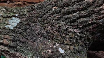 textura de tronco de árbol de aguacate para el fondo foto