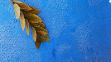 Blue background with yellow zz plant leaves photo