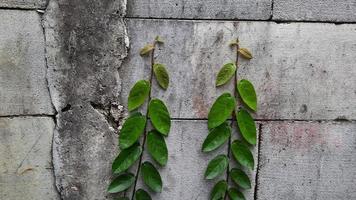 Brick wall background with vines ornament 02 photo