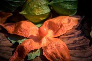 The orange fruit Physalis peruviana photo