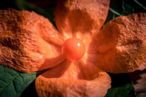 la fruta naranja physalis peruviana foto