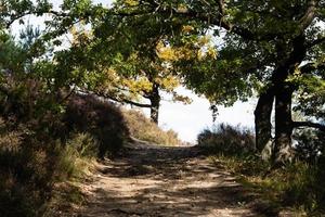 Mountainbike trails in the Nature Reserve Fishbek heather photo