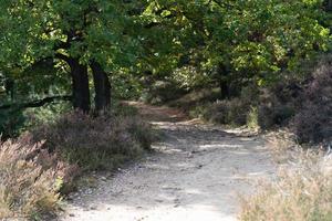 senderos para bicicletas de montaña en la reserva natural fishbek heather foto