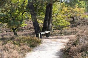 senderos para bicicletas de montaña en la reserva natural fishbek heather foto