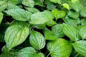 Leaves of Piper sarmentosum, Herb plant background photo