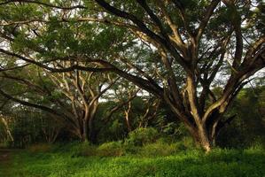 sombra del dosel del árbol de lluvia árbol grande en el bosque foto