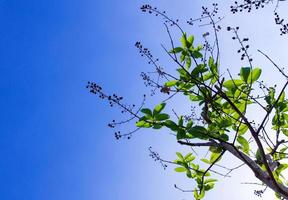 freshness leaves on blue sky and sunlight background photo