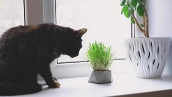 el gato doméstico negro y rojo come hierba fresca en el primer plano del alféizar de la ventana. video