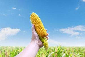 A man's hand is holding up a corn. The background is a corn field with bright gold and sky. photo