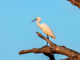 Little Egret perched on dry tree photo