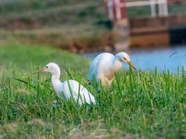 Heron, Bittern, Egret on the field photo