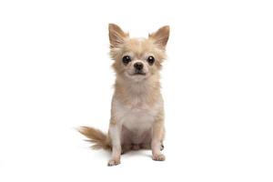 cute little brown chihuahua sitting on a white background. photo