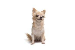 cute little brown chihuahua sitting on a white background. photo