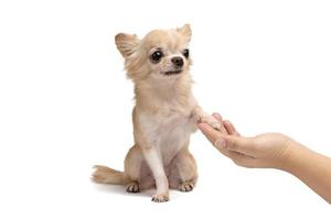 lindo perro chihuahua marrón y dueño de la mano estrechando o estrechando la mano, perro con pata y mirando al dueño sobre fondo blanco foto