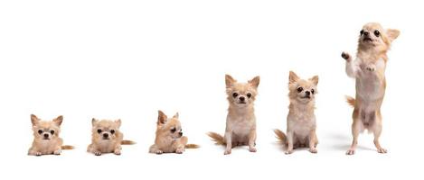 collection cute little chihuahua in brown on white background photo