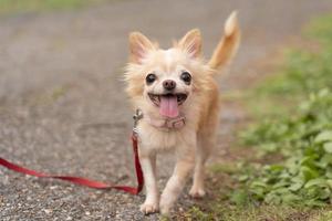 mascota de perro chihuahua y paseo con correa en el parque, linda mascota foto