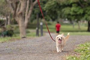 lindo perro mascota chihuahua marrón con correa en el parque. el concepto lleva a las mascotas a caminar y la felicidad de las mascotas foto