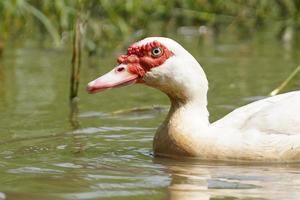 pato muscovy blanco de primer plano en pantanos naturales, ideas de cultivo de patos abiertos u orgánicos, patos en el campo foto