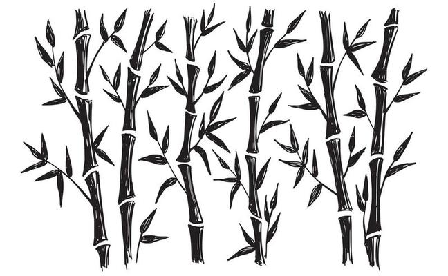 Bamboo tree. Hand drawn style. Vector illustrations.