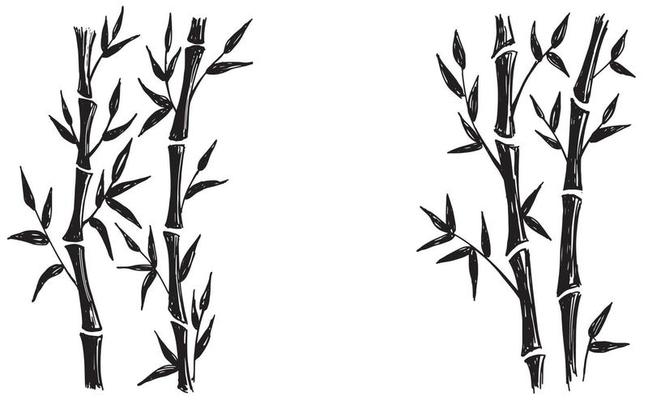 Bamboo tree. Hand drawn style. Vector illustrations.