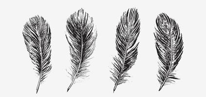 Feathers on white background. Hand drawn sketch style. vector