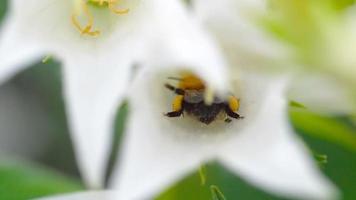 abejorro en flor de campanula alliariifolia, cámara lenta video