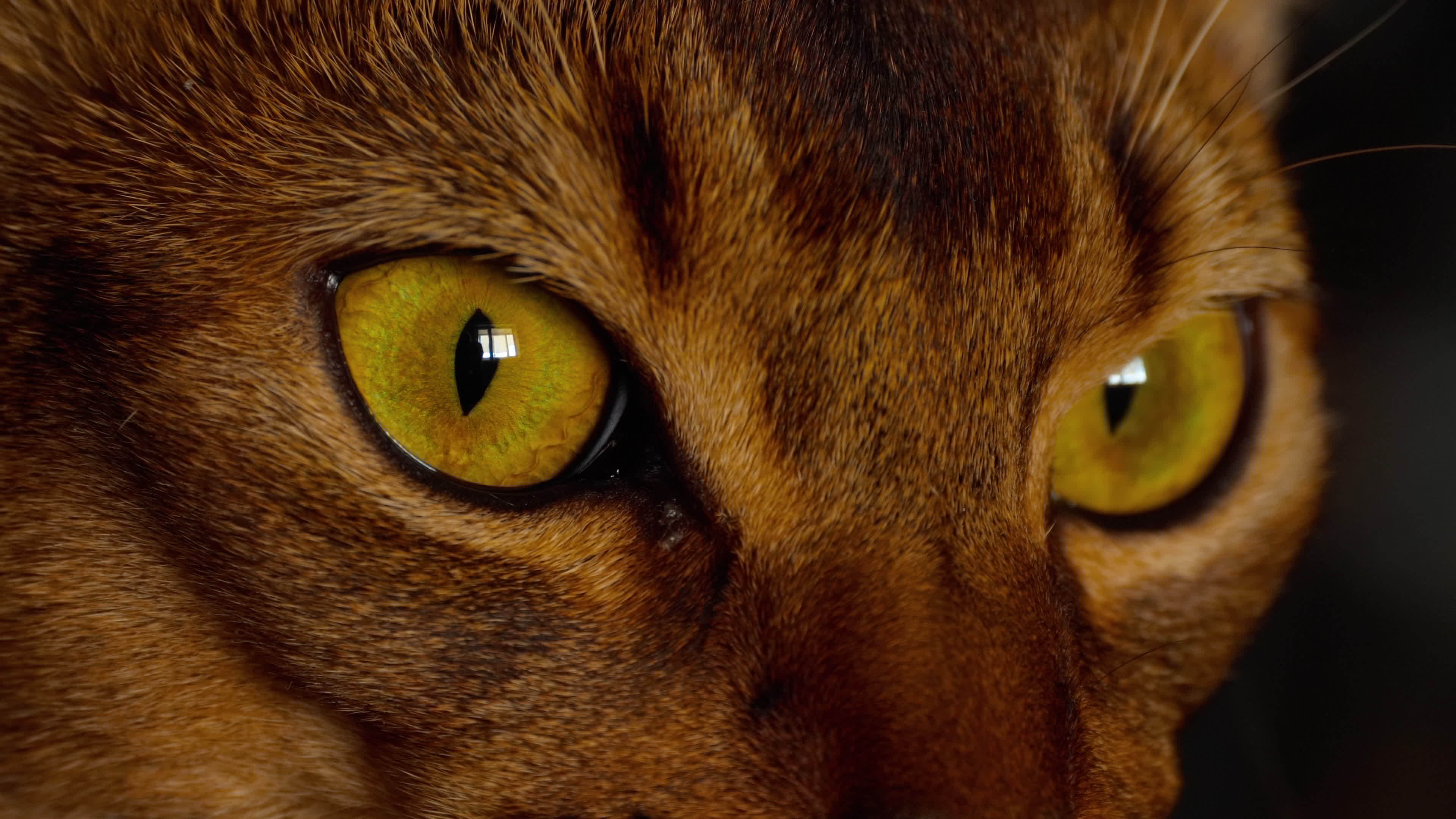Abyssinian cat eyes close up 13124602 Stock Video at Vecteezy