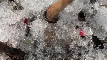 Time Lapse shot of melting snow unveiling peony sprout video