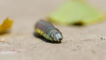 larva verde della sega della betulla che striscia sul marciapiede, macro. dof poco profondo. video