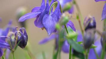 calabrone su un fiore viola di aquilegia video