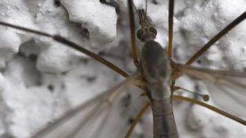 Insect family Tipulidae Crane fly, or Mosquito hawks or daddy longlegs. Close up insect, macro video