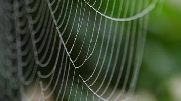 dichtbij omhoog visie van spin web bedekken met druppels van vochtig met groen doorbladert Aan de achtergrond. beven in de wind. video