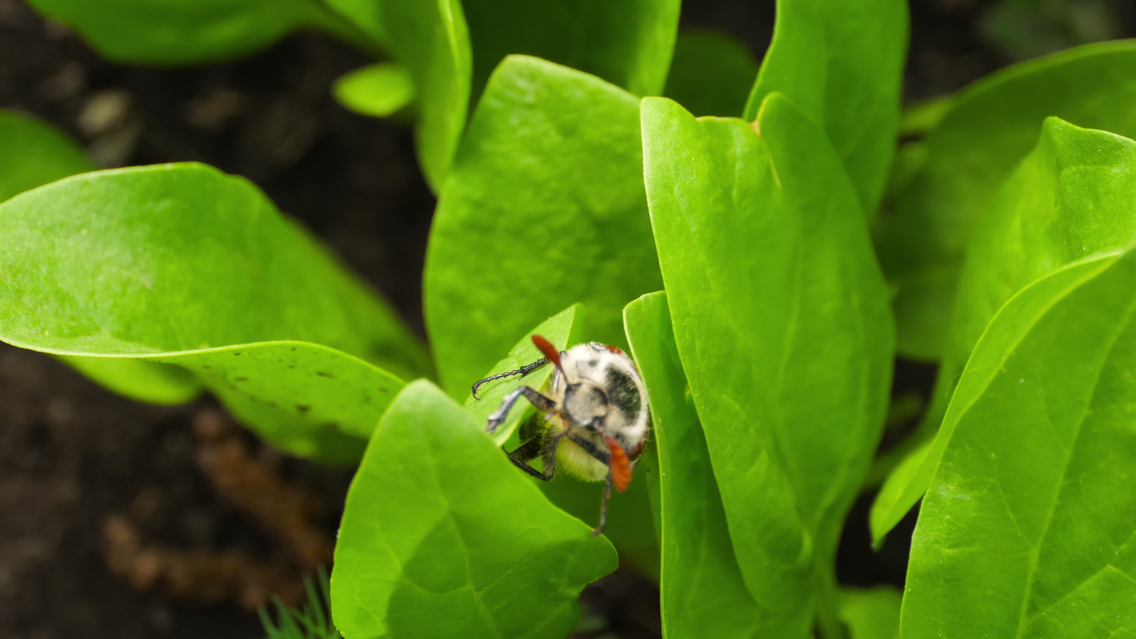 Maybug pest crawls on young green spinach. Cockchafer, Maybug or
