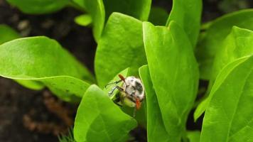 la plaga maybug se arrastra sobre las espinacas verdes jóvenes. abejorro, maybug o doodlebug. escarabajo de primavera en el jardín video